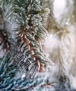 Jesus Calling For Christmas: by- Sarah Young (ISBN:9781400309184) - Image 2